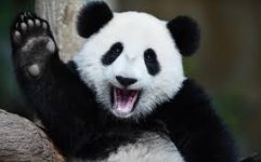 panda.jpg