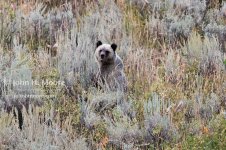 grizzly-cub_4398.jpg