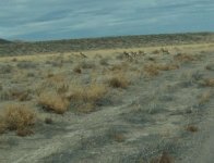 36112-cofuzed antelope.jpg