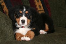 Tasha on couch.jpg