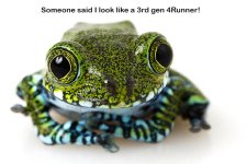 greenfrog copy.jpg
