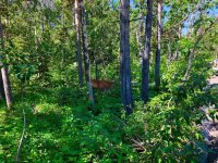 GNP deer.jpg
