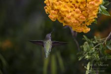 hummingbird_1871.jpg