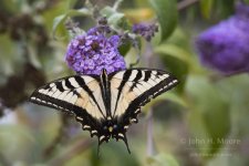 butterfly_1890.jpg