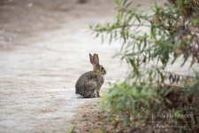 rabbit_1855.jpg