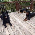 the three stooges.jpg