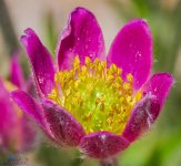 Macro Cutleaf Anemone (Anemone multifida).jpg