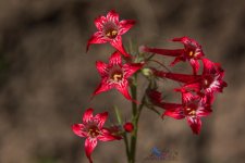 Scarlet Gilia (Skyrocket).jpg