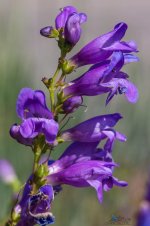Rocky Mountain Penstemon (Penstemon strictus).jpg