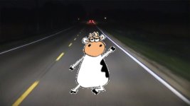 low_beams_cow.jpg