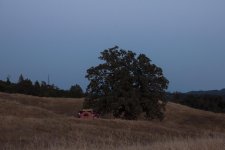 undertree.jpg