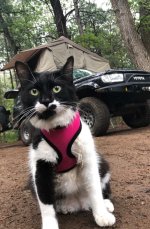 Haigler Creek Cat.jpg
