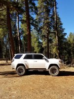 4Runner Forest.jpg