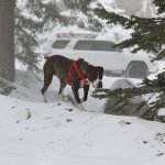 Snowdog.jpeg