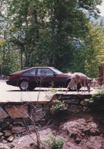 Supra.jpg