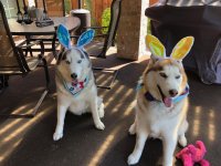 Easter Pups.jpg