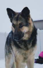 sascha2 (small).jpg