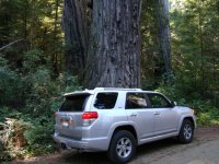 Redwood NP California.jpg