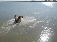 swimming.jpg