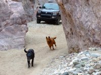 2Dogs4RunnerBuehmanNarrows.JPG