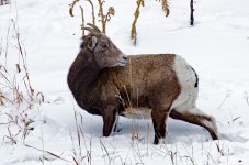 IMG_3301e.jpg