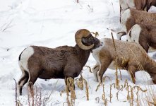 IMG_3310e.jpg
