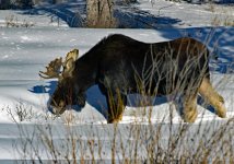 IMG_4157e.jpg
