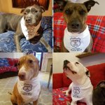 doggos.jpg