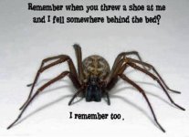 A.Spider.jpg