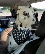 backseat driver.jpg backseat driver.jpg