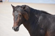 horse.jpg