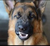 angry gsd no text.jpg