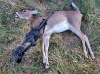 1st Deer.jpg