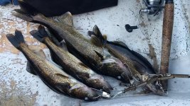 IMG_20190601_204245291.jpg