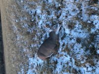 deer1.jpg