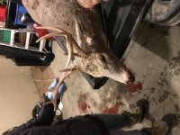 deer4.jpg