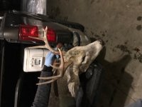 deer5.jpg
