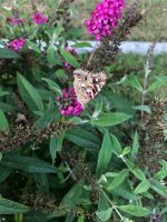 Painted Lady.jpg