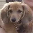 piper puppy zoom.JPG