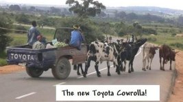 Cowrolla.jpg