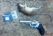 rat.jpg