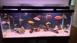Cichlid Tank.jpg