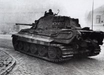 tiger.jpg