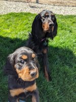 dogs.jpg