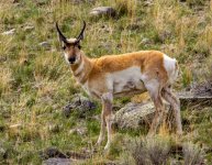 IMG_0095ee.jpg