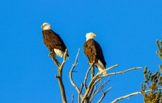 IMG_4035ee.jpg