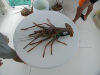 Monster Crawfish.jpg