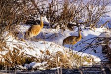 IMG_0015ee.jpg