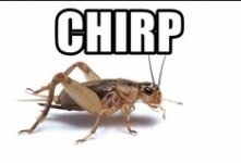 chirp.jpg