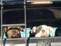 dogs.jpg